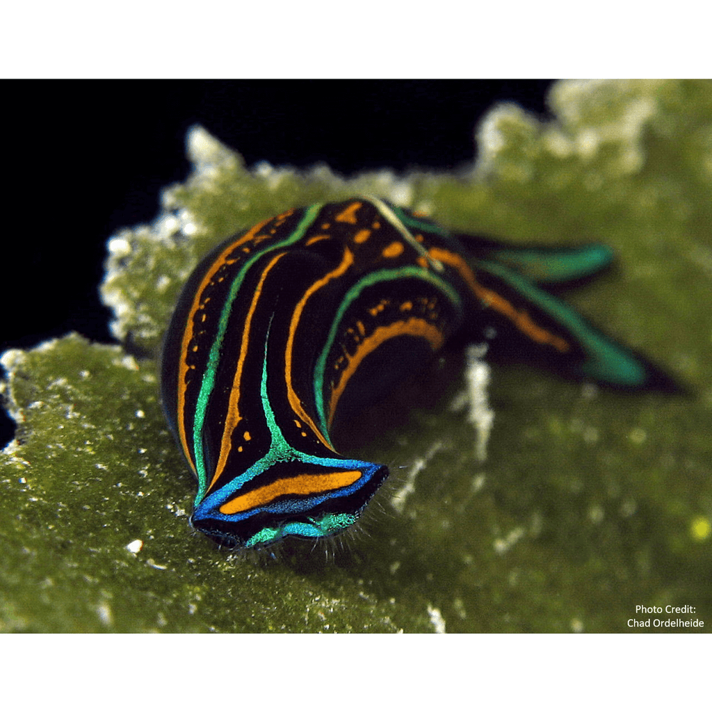 Black tote bag with turquoise, orange lines in an organic pattern inspired by the electric swallowtail sea slug.