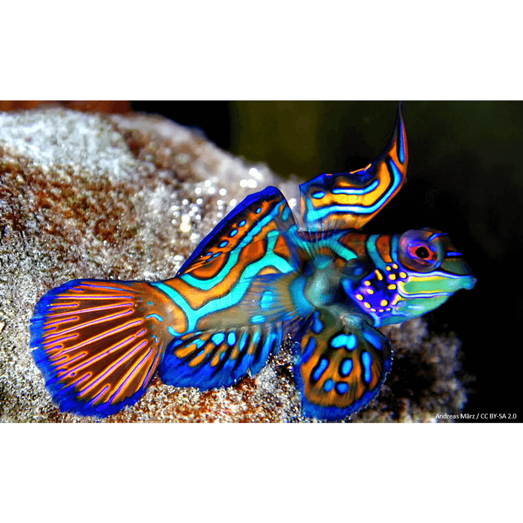Patterned tote bag inspired by the green mandarin fish, with strong handles and Thalassas logo at top of bag.
