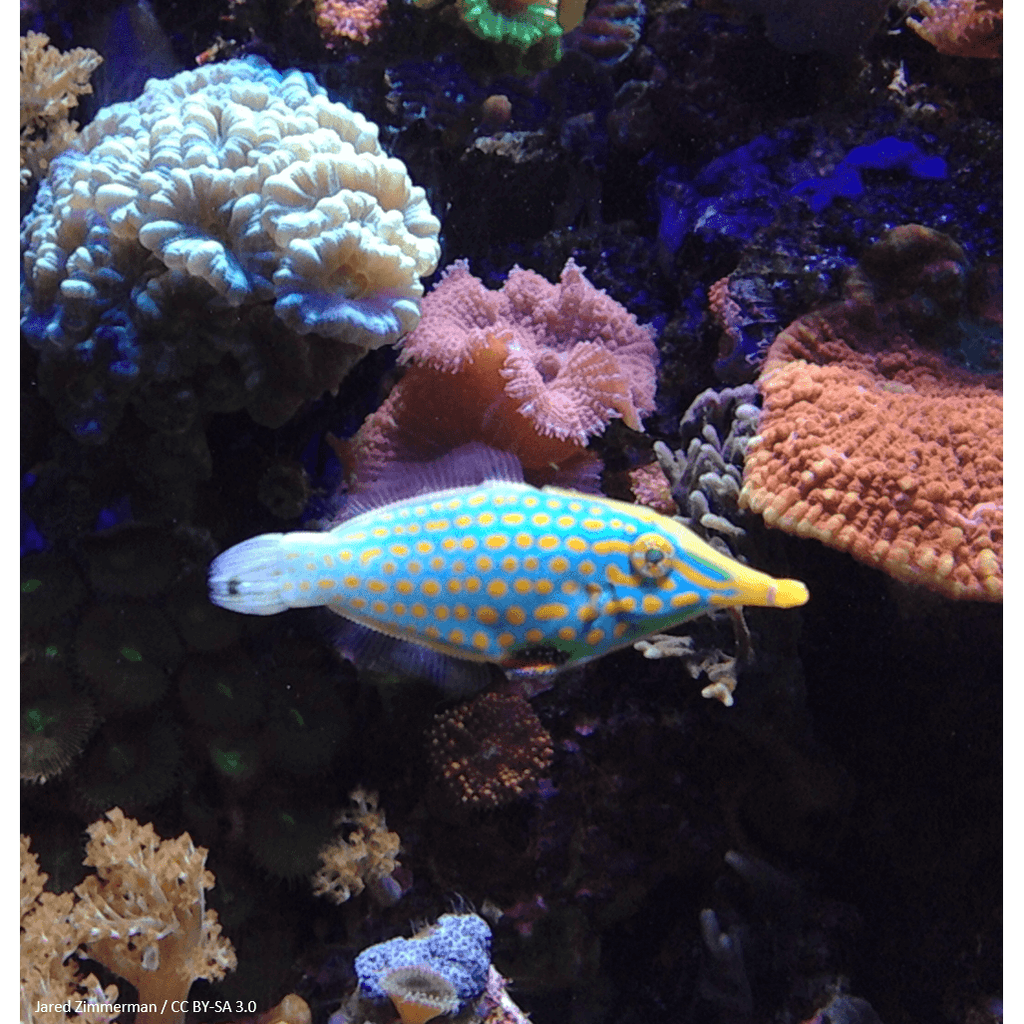 Bright and colorful tote bag with Harlequin FIlefish pattern in turquoise blue, orange and yellow, Thalassas logo at top of bag.