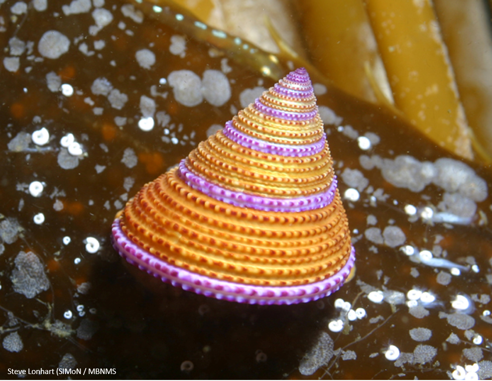 Horizontal striped orange, purple and pink throw pillow, inspired by the Purple-Ringed Top Snail, size 18x18.