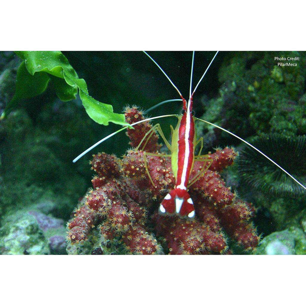 Yellow throw pillow with red and white stripe down the middle, pattern inspired by Skunk Cleaner Shrimp, size 18x18.