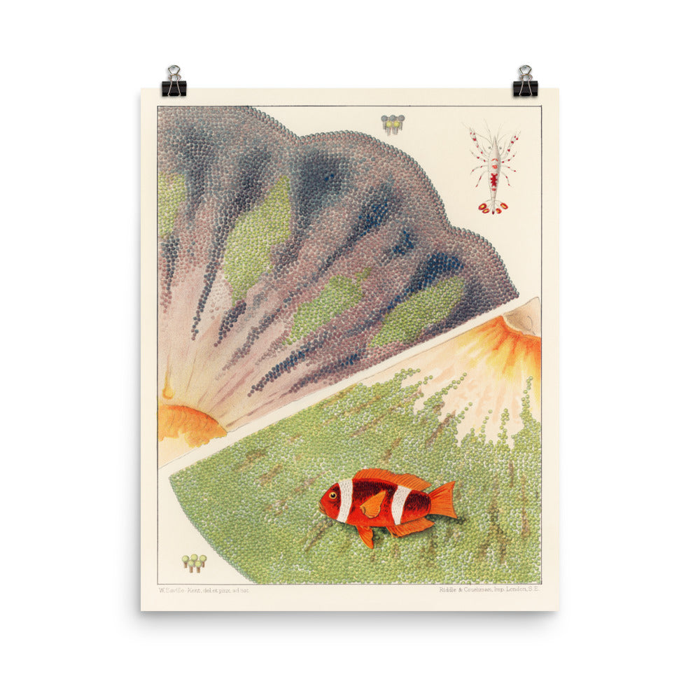 William Saville-Kent Anemone Mutualism poster with blues, greens, yellows, and orange clownfish, poster size 12x16.