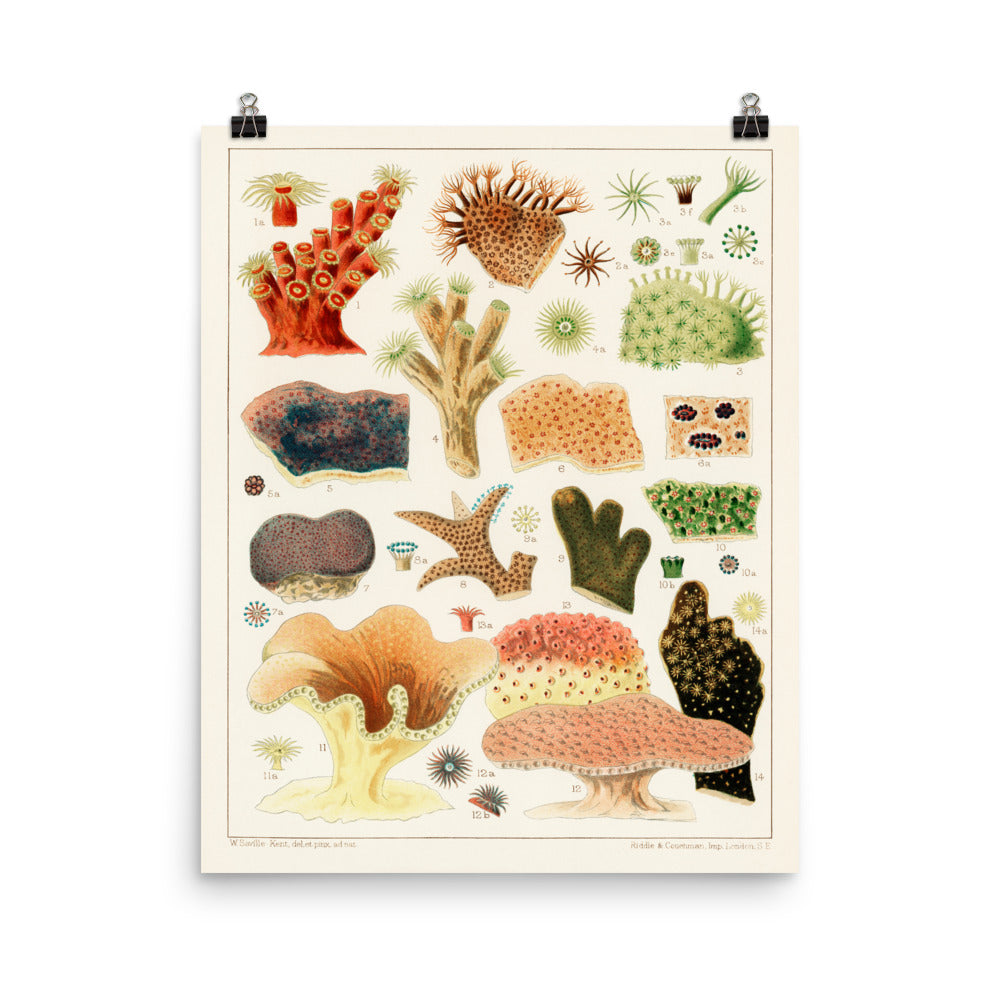 William Saville-Kent Stony corals poster with multi-colored and a variety of shaped coral, poster size 12x16.