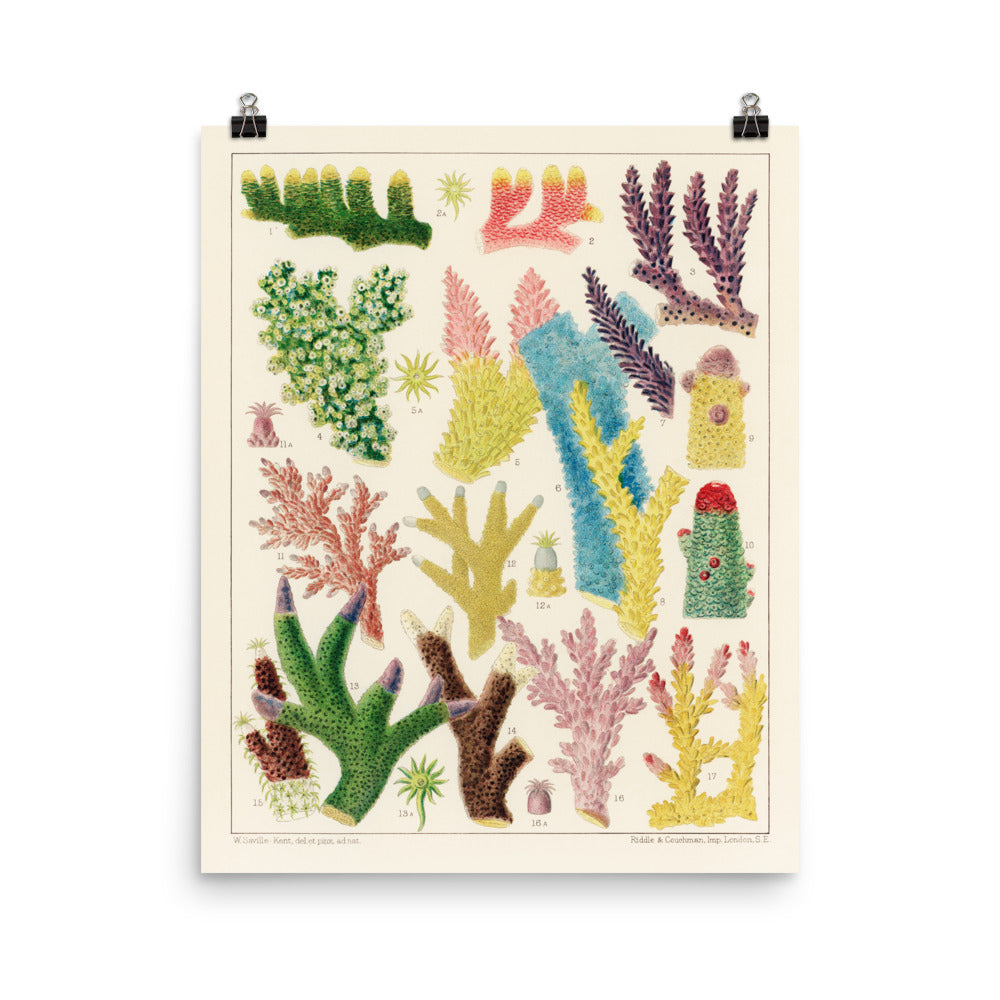 William Saville-Kent Acropora poster, with bright vibrant colors in purple, blue, green, yellow and pink, poster size 12x16.