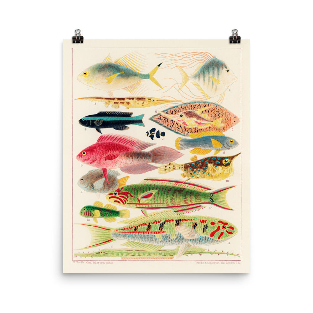 William Saville-Kent Reef Fish Poster with 14 fish large and small featured in all the colors of the rainbow, size 12x16.