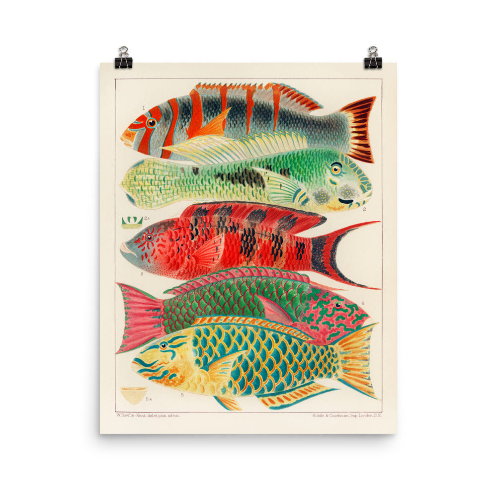 William Saville-Kent Parrotfish poster with six multi-colored parrot fish alternating direction, poster size 12x16.