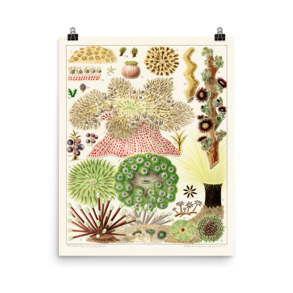 William Saville-Kent Anemones poster, multiple sizes, shapes of sea anemones in colors green, yellow, red, brown, size 12x16.