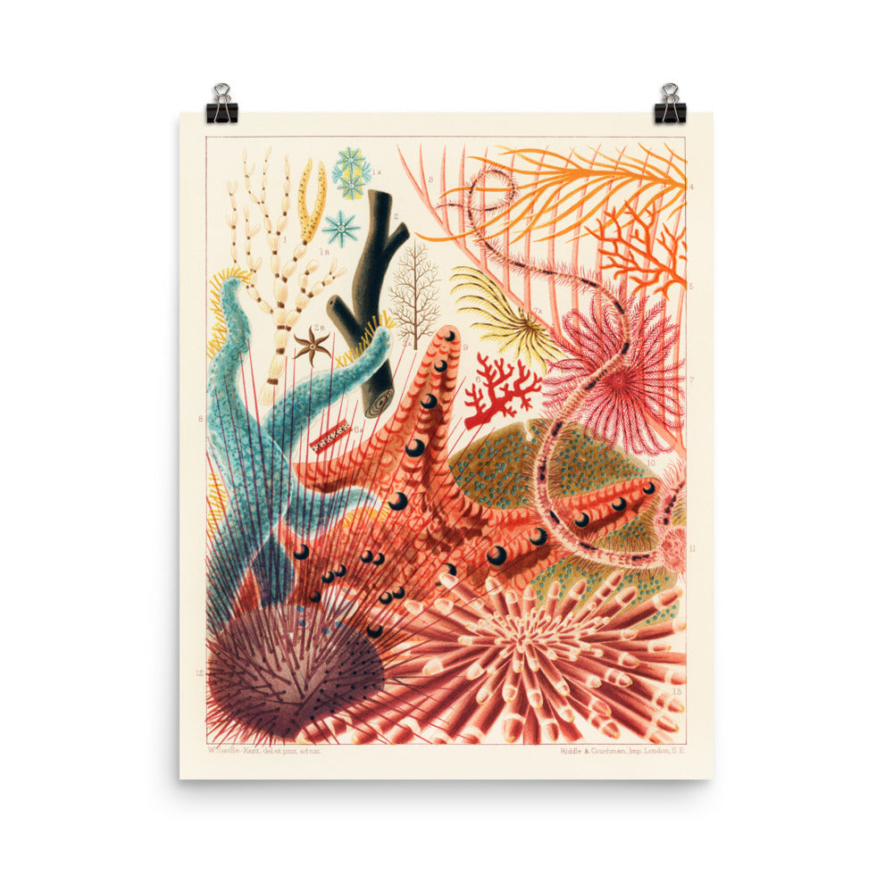 William Saville-Kent Echinoderms Poster with starfish, sea urchins, sea fans in reds, corals, yellows, poster size 12x16.