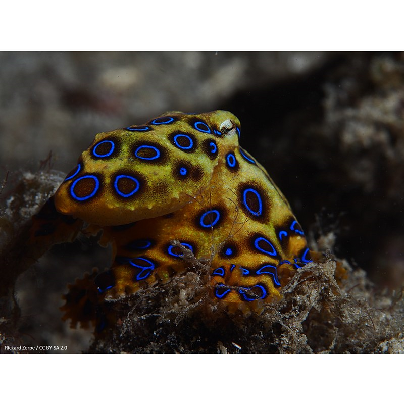 Blue-Ringed Octopus.