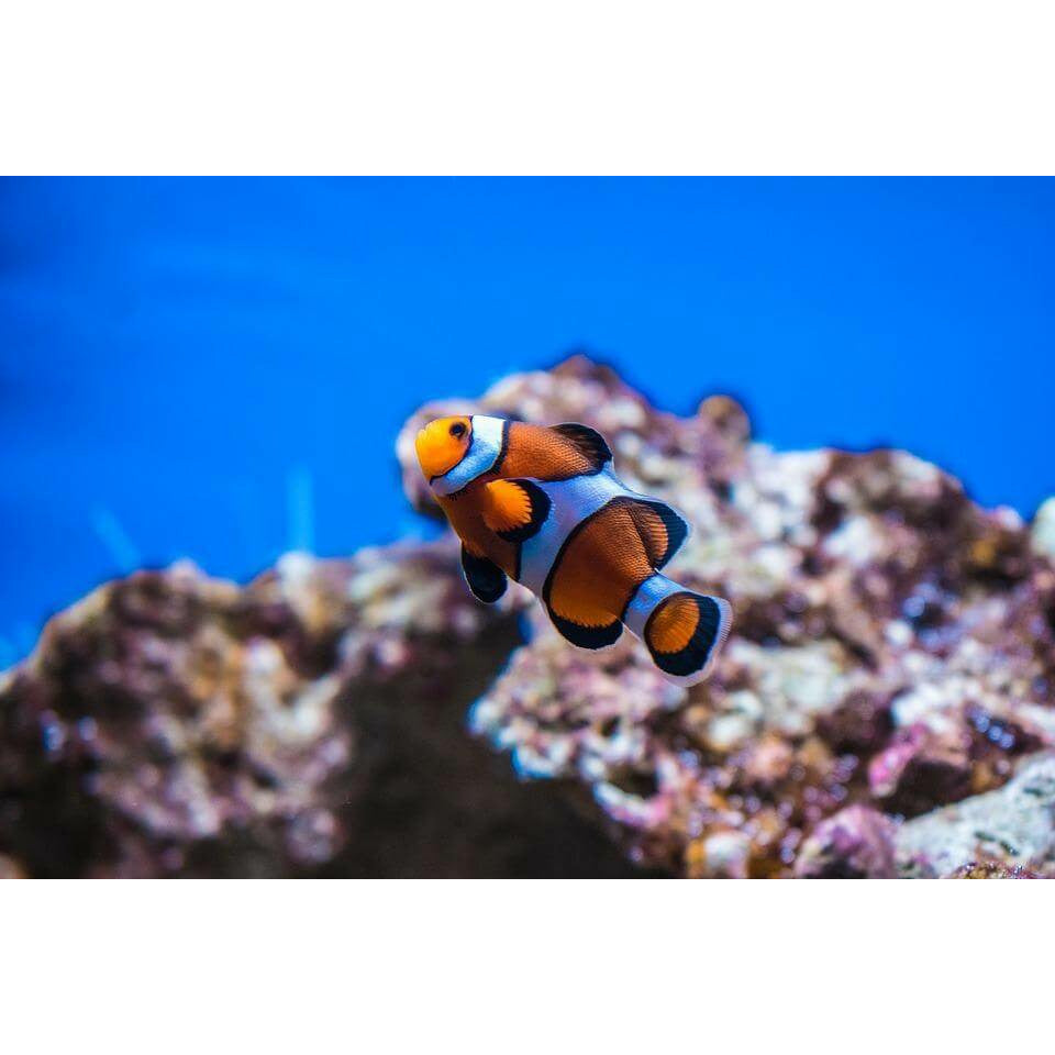 Clownfish.