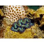 Crocea Clam.