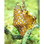 Flamingo Tongue Snail.