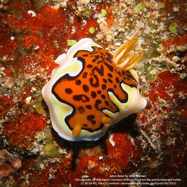 Glenies Chromodoris