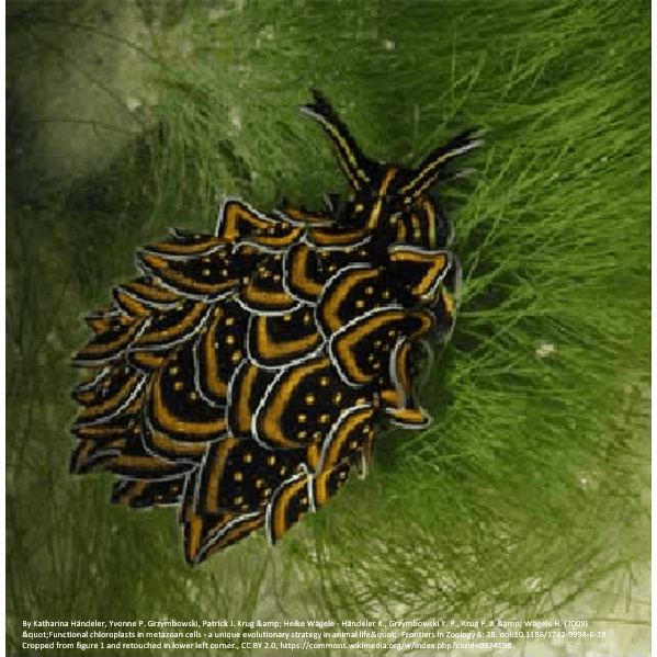 The Black and Gold Sea Slug, or Cyerce nigrican, sports an intricate pattern, of black orange and white. 