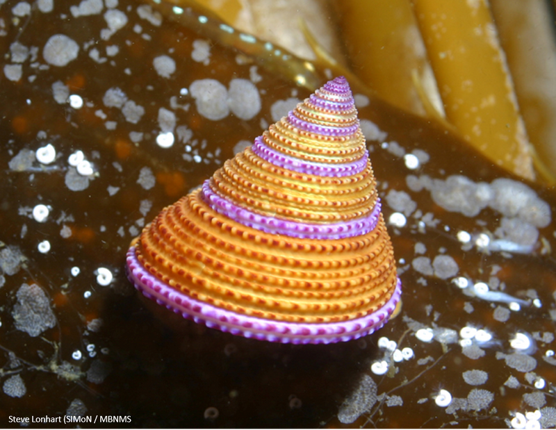 Purple-Ringed Top.