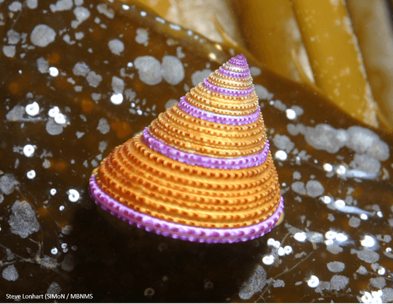 Purple-Ringed Top Snail