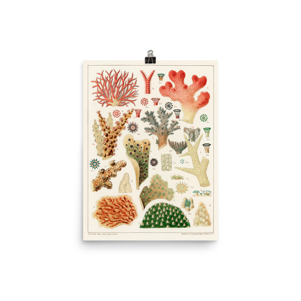 William Saville-Kent Pocillopora Poster featuring various shapes, sizes and colors of coral, poster size 12x16.