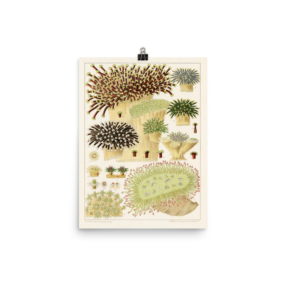 William Saville-Kent Euphyllia Poster with green and neutral color of corals, multiple sizes and shapes, poster size 12x16.