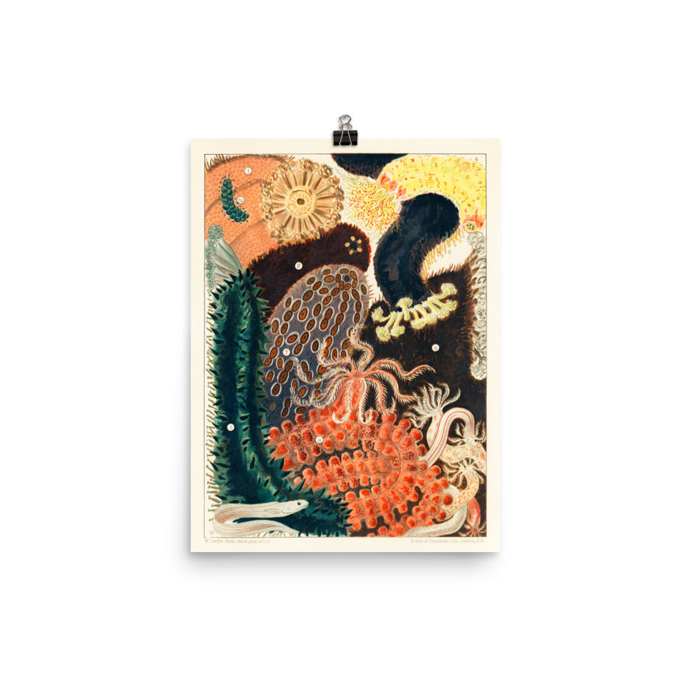 William Saville-Kent Sea Cucumber poster with a collage of sea cucumbers in black, orange, green, yellow, size 12x16.