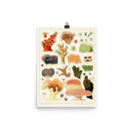 William Saville-Kent Stony corals poster with multi-colored and a variety of shaped coral, poster size 12x16.