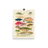 William Saville-Kent Reef Fish Poster with 14 fish large and small featured in all the colors of the rainbow, size 12x16.