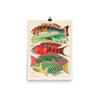 William Saville-Kent Parrotfish poster with six multi-colored parrot fish alternating direction, poster size 12x16.