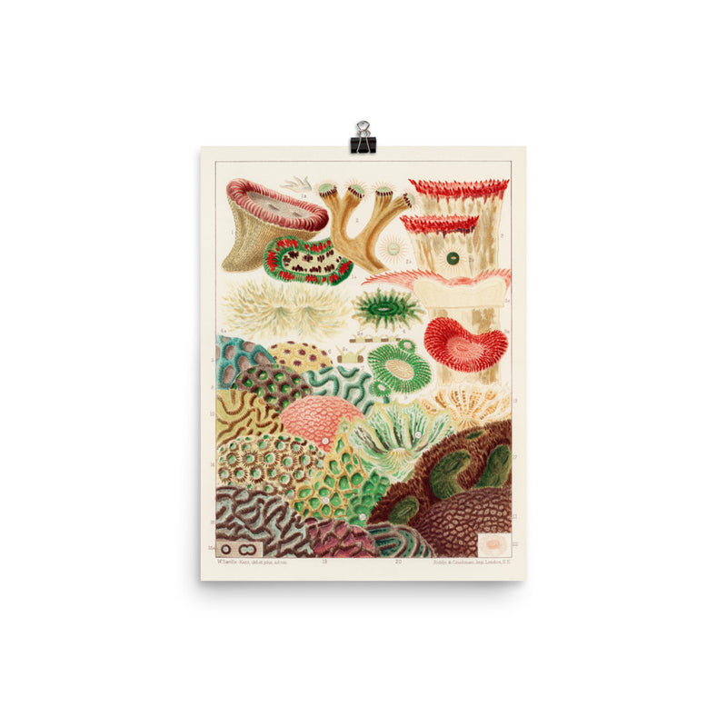 William Saville-Kent LPS Corals poster with red, green, blue, brown, purple, yellow corals, various shapes sizes, size 12x16.