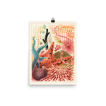 William Saville-Kent Echinoderms Poster with starfish, sea urchins, sea fans in reds, corals, yellows, poster size 12x16.