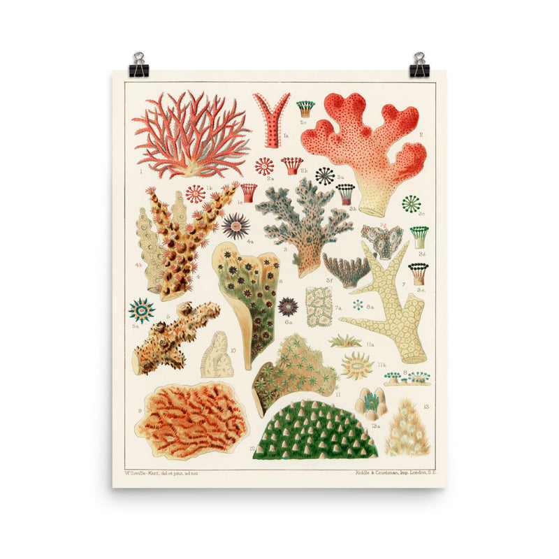 William Saville-Kent Pocillopora Poster size 16x20.