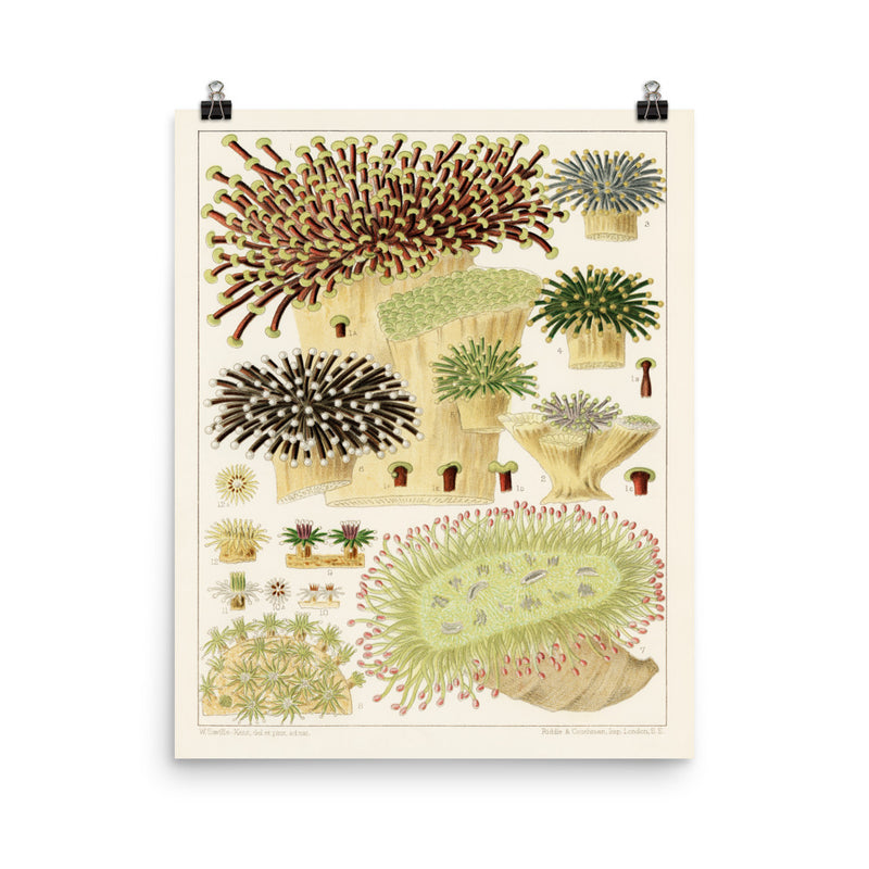 William Saville-Kent Euphyllia Poster, size 16x20.