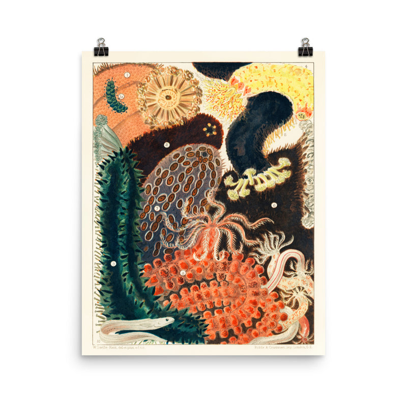 William Saville-Kent Sea Cucumber poster in size 16x20.