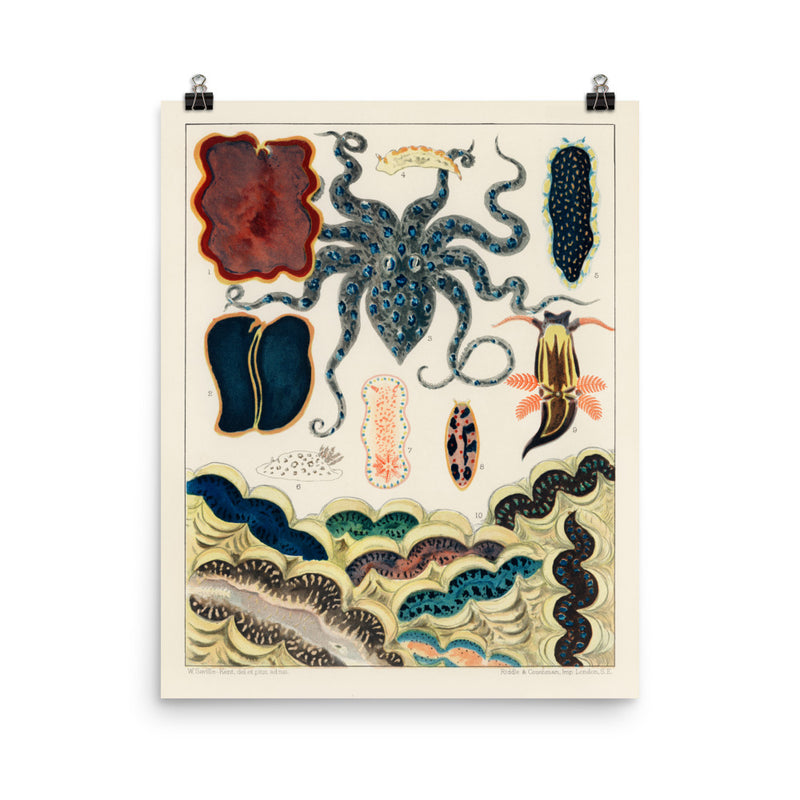 William Saville-Kent Great Barrier Reef Molluscs poster in size 16x20.