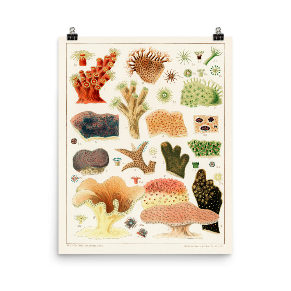 William Saville-Kent Stony corals poster in size 16x20.