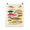 William Saville-Kent Reef Fish Poster in size 16x20.