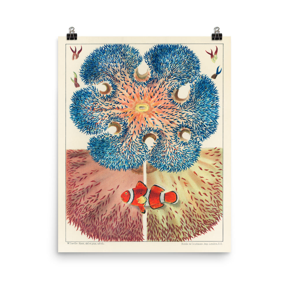 William Saville-Kent Clownfish Anemone Mutualism poster in size 16x20.