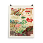 William Saville-Kent LPS Corals poster in size 16x20.