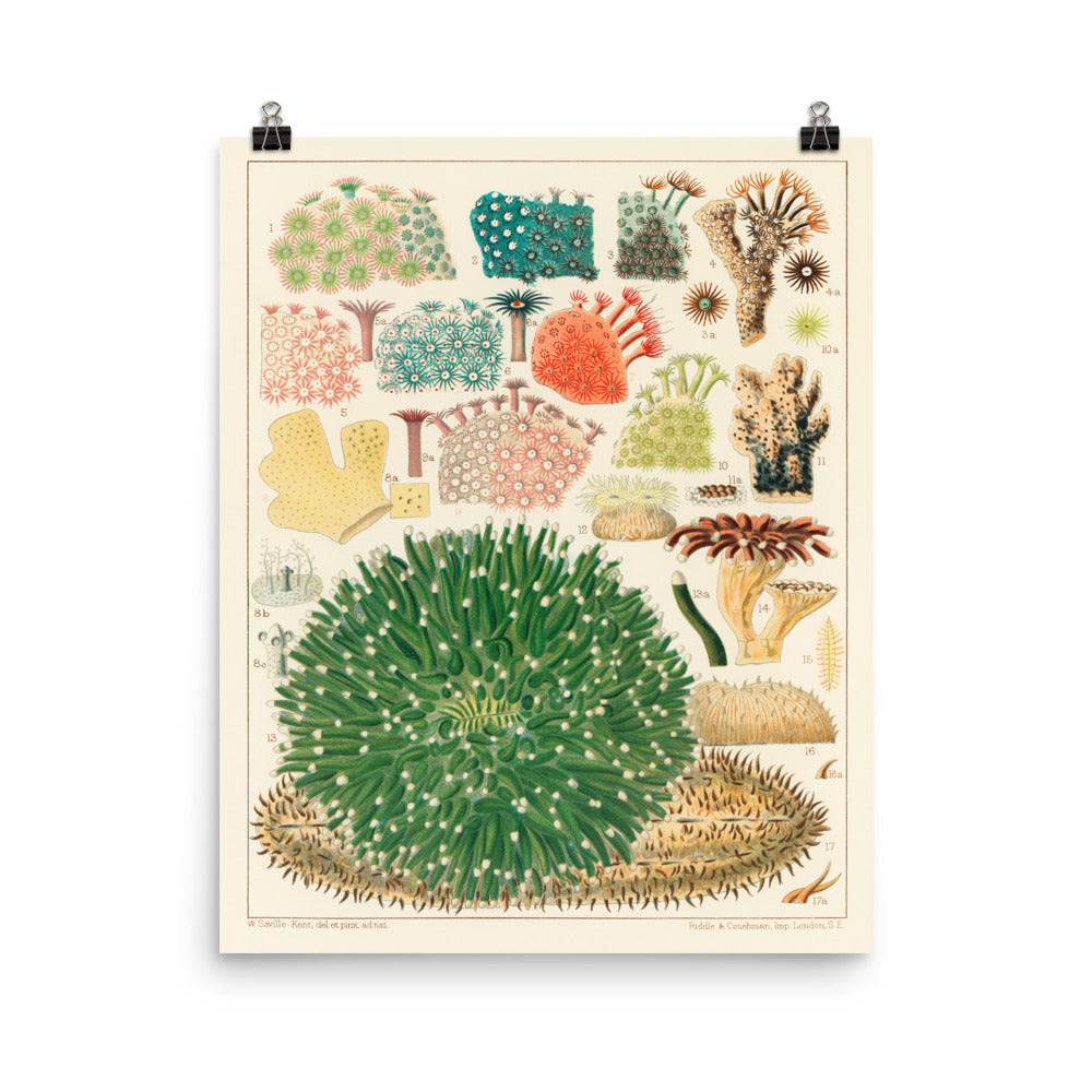 William Saville-Kent Corals poster in size 16x20.