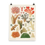 William Saville-Kent Pocillopora Poster size 18x24.