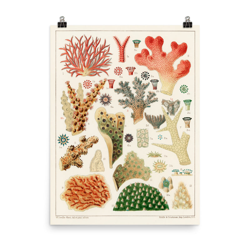 William Saville-Kent Pocillopora Poster size 18x24.