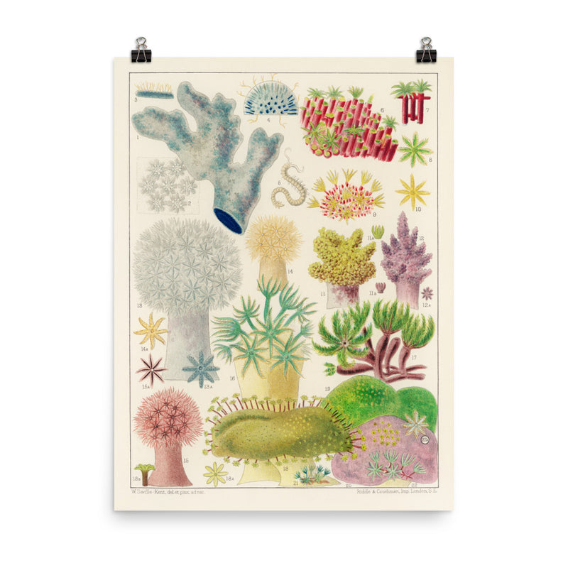 William Saville-Kent Octocorals poster in size 18x24.