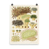 William Saville-Kent Euphyllia Poster. Size 18x24.