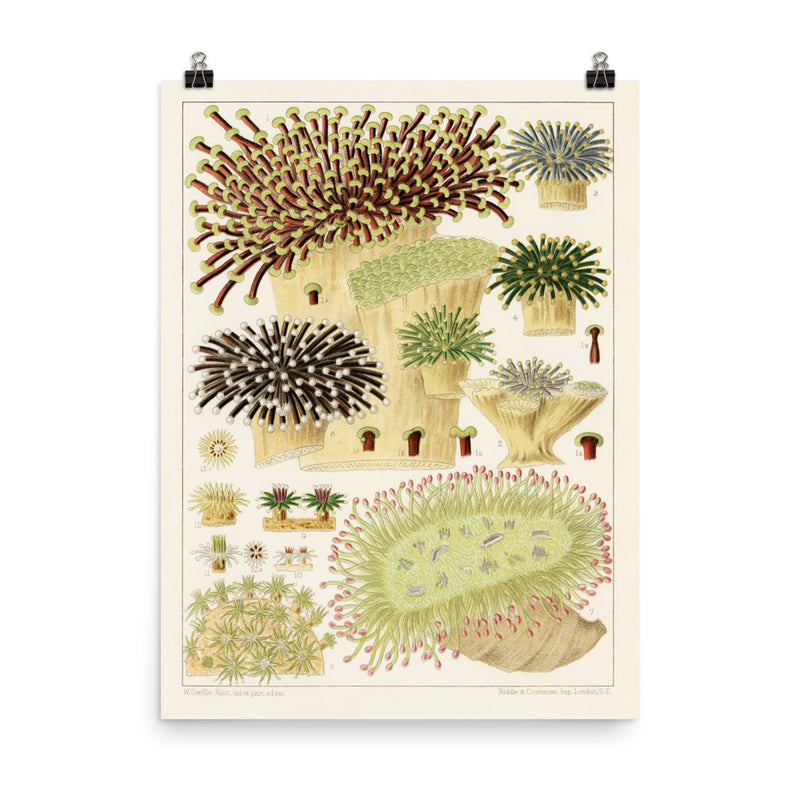 William Saville-Kent Euphyllia Poster. Size 18x24.
