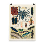 William Saville-Kent Great Barrier Reef Molluscs poster in size 18x24.
