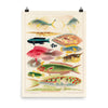 William Saville-Kent Reef Fish Poster in size 18x24.