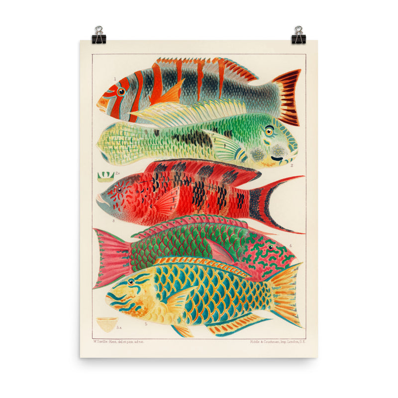 William Saville-Kent Parrotfish poster in size 18x24.