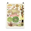 William Saville-Kent Anemones poster in size 18x24.