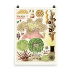 William Saville-Kent Anemones poster in size 18x24.
