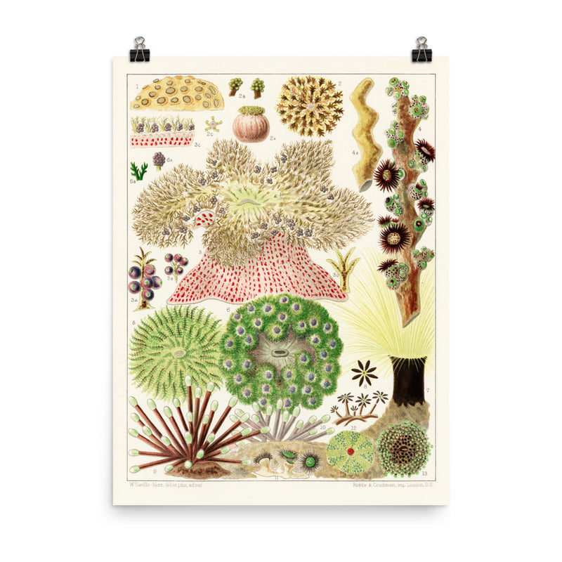 William Saville-Kent Anemones poster in size 18x24.