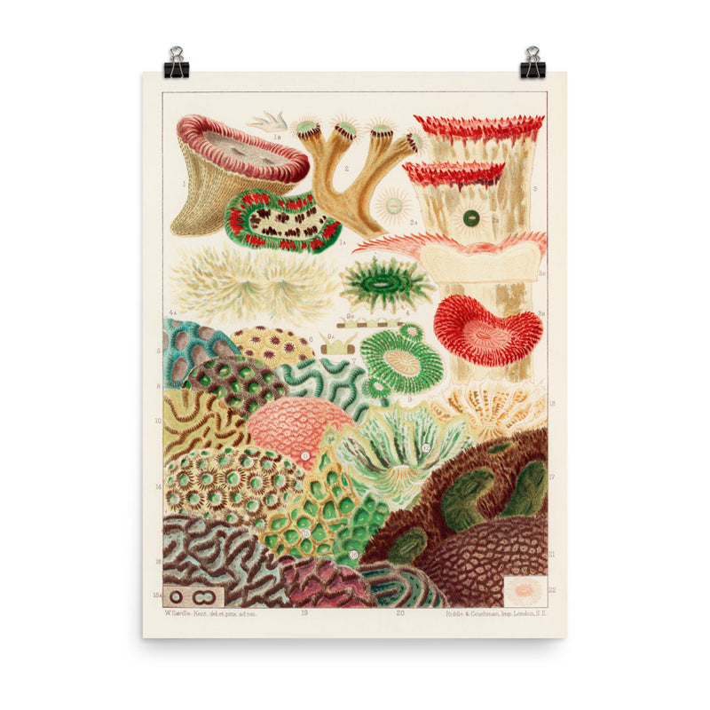 William Saville-Kent LPS Corals poster in size 18x24.