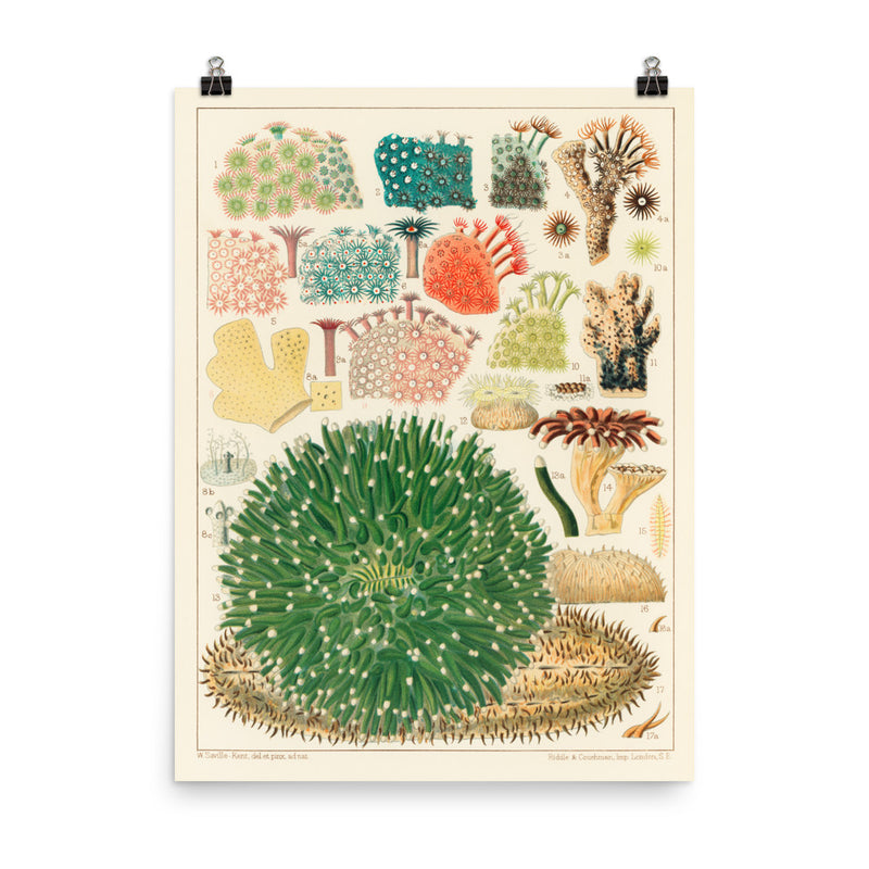 William Saville-Kent Corals poster in size 18x24.